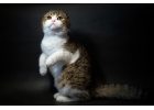 Шотландские котята прекрасны